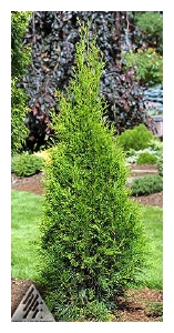 THUJA occidentalis 'Smaragd'